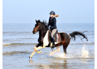 4-persoons woning op manege vlakbij strand op ponyhof Aagtekerke VMP096